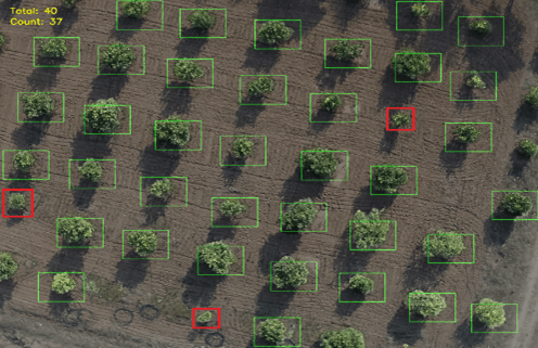 tree count for precision farming